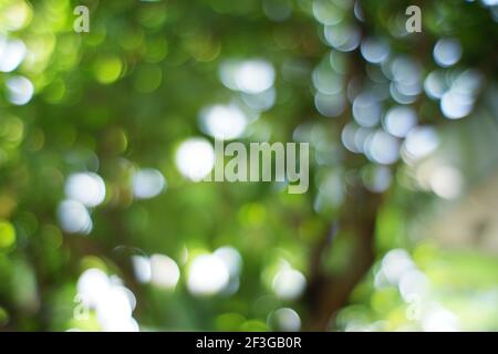 Blurred photo on bright natural background. light blurry among the green leaves. images for design and writing materials Stock Photo