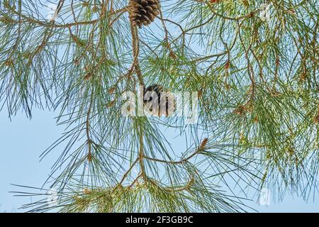 Background, texture of cones of coniferous tree on background of the sky Stock Photo