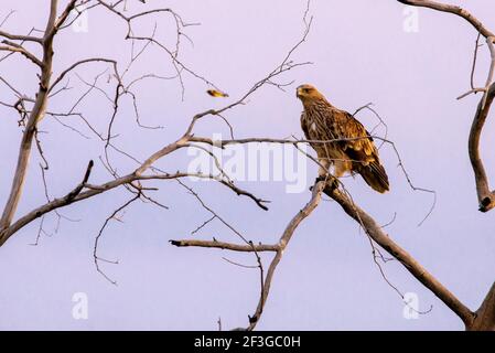 Steppe eagle on the branches of a dry tree. Bird of prey in the wild. Steppe eagle against the blue sky. Stock Photo