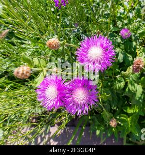 Flower of the Whitewash Cornflower in spring, Centaurea dealbata. Stock Photo