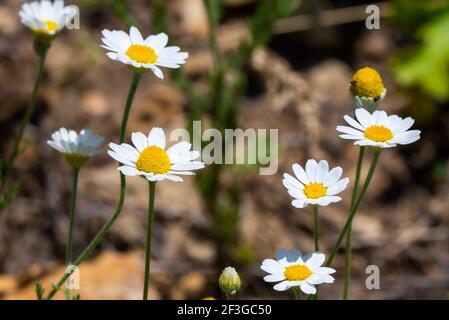 Close up picture of small wild chamomile grows on a green meadow in the summer time. Seasonal flowers in the garden. Greeting card concept with flower Stock Photo