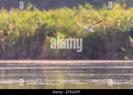 Black-headed gull or Chroicocephalus ridibundus in flight. Stock Photo
