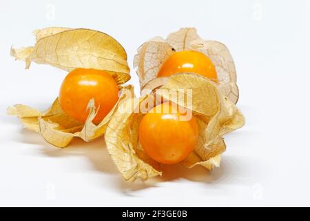 three physalis with shells on white background Stock Photo