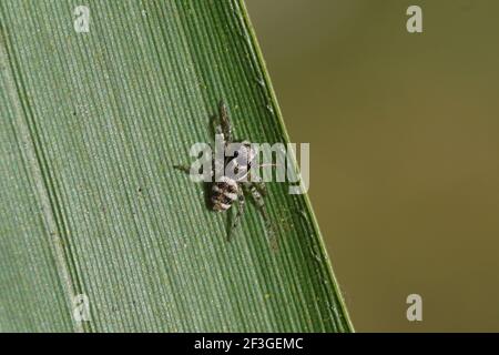 Larva of a zebra spider (Salticus scenicus) on a bamboo leaf. Family jumping spiders (Salticidae). In a Dutch garden. Late winter, spring. Netherlands Stock Photo