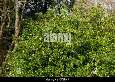 Winter Foliage of the Glossy Green Leaves and Red Berries on a Chinese Horned Holly Shrub (Ilex cornuta 'Burfordii') Growing in a Woodland Garden Stock Photo