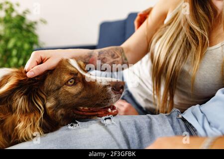 Border Collie dog sitting at the feet of the owners couple Stock Photo