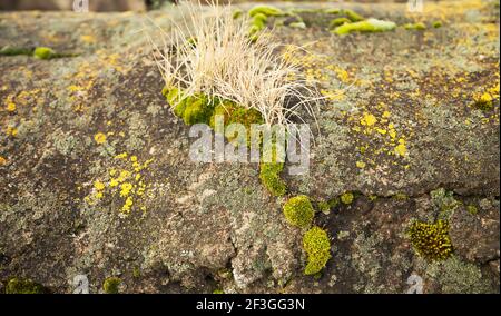 Green moss on the stone. Green mold on a gray old rock. Natural background texture. Texture of a stone wall covered with green moss. Stock Photo