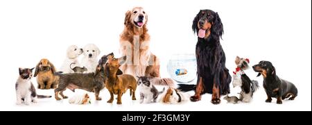 Collage of pets isolated on white background Stock Photo