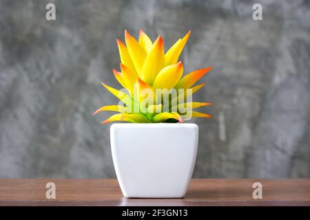 Decorative colorful yellow houseplant in small white pot Stock Photo
