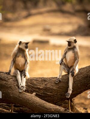 Gray or Hanuman langurs or indian langur or monkey perched on tree trunk during outdoor jungle safari at ranthambore national park or tiger reserve ra Stock Photo