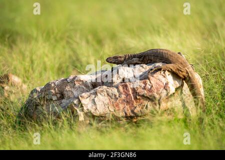 monitor lizard or bengal monitor or common indian monitor or varanus bengalensis portrait on rock in natural post monsoon green forest at ranthambore Stock Photo