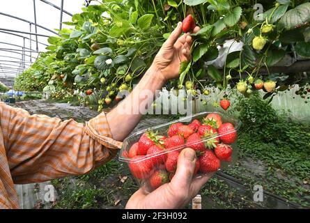 Picking of strawberries grown in a greenhouse, soilless cultivation. Man picking ripe strawberries, hand harvesting of red strawberries Stock Photo