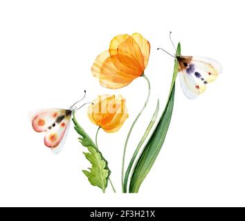 Watercolor yellow tulips. Bouquet with transparent flowers with two butterflies. Hand painted print ready abstract artwork. Botanical illustration Stock Photo