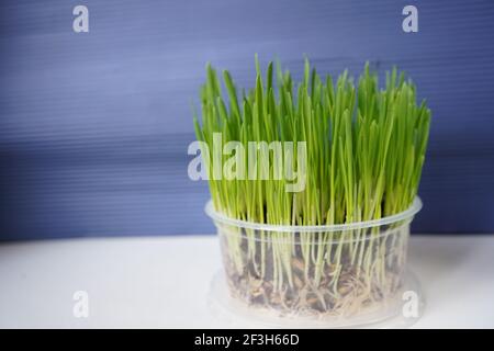 Sprouted sprouts of oats vitamin grass for cats Stock Photo