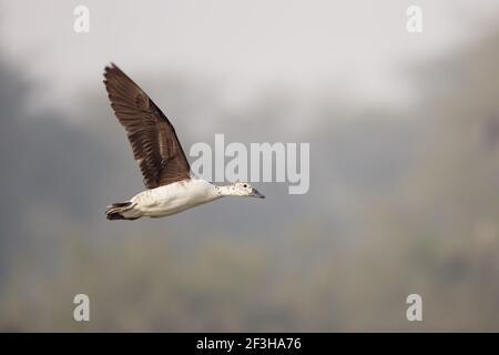 Comb Duck - In flight Sarkidiornis melanotos Keoladeo Ghana National Park Bharatpur  Rajasthan  India BI017714 Stock Photo