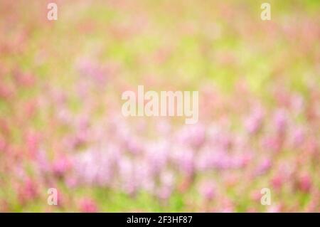 Abstract blur background from pink flower field Stock Photo