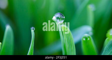 Dewdrops on the tips of a leaf of grass, morning dew on wheat Stock Photo