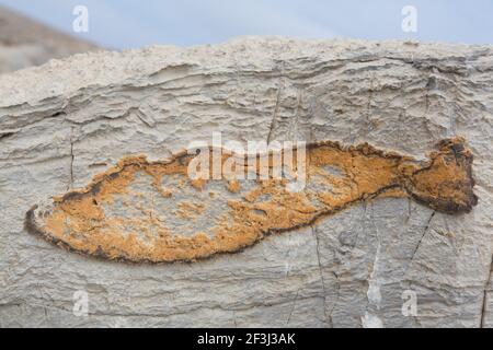 Iron impregnation in form of a fish in a rock, Kinnvika, Svalbard, Norway Stock Photo