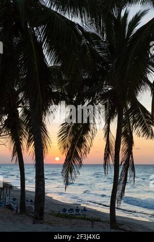 Coconut trees (Cocos nucifera) and beach at sunset, Varadero, Cuba Stock Photo