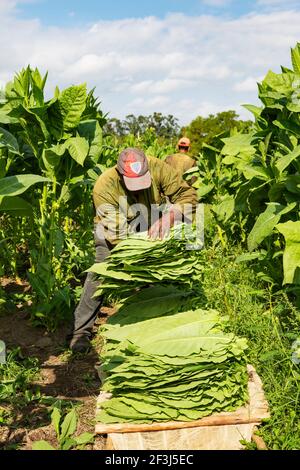 Common tobacco (Nicotiana tabacum), harvesting tobacco leaves, Alejandro Robaina tobacco plantation, Pinar del RÃo province, Cuba Stock Photo