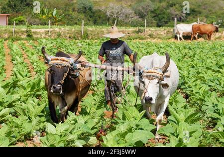 Common tobacco (Nicotiana tabacum), traditional farming with oxen in a tobacco field, Pinar del RÃo province, Cuba Stock Photo