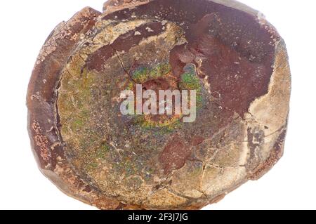 colorful ammonite crystal shell fossil in sedimentary rock Stock Photo