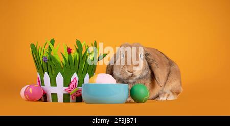 Cute bunny sitting inbetween easter eggs, grass bucket and food bowl. Looking towards camera. Painted Easter eggs beside basket. Isolated on solid yel Stock Photo