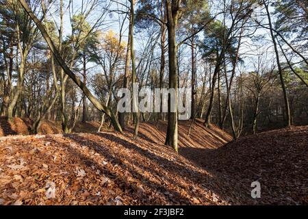 trees in the autumn season Stock Photo