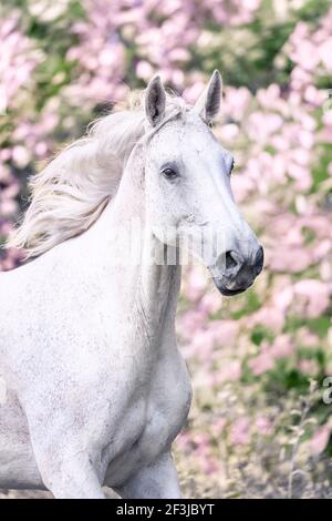 Westphalian Horse. Portrait of a gray mare. Germany Stock Photo