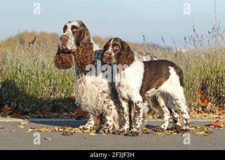 English Springer Spaniel. Two males (right 6 years old, left 17 weeks old) standing next to each other. Germany Stock Photo