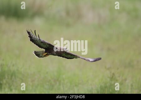 Buzzard in flight(Buteo buteo) Mid Wales BI003092 Stock Photo