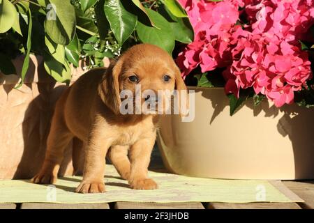 Basset Fauve De Bretagne, Fawn Brittany Basset. Puppy (female, 6 weeks old) standing in front of pink Hydrangea flowers. Germany Stock Photo