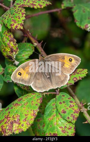 Meadow Brown Butterfly (Maniola jurtina) with its wings spread out which is a brown insect flying in spring, stock photo image Stock Photo