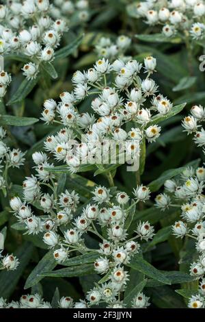 Anaphalis triplinervis 'Sommerschnee' a summer flowering plant with white summertime flowers in July and August and commonly known as everlasting summ Stock Photo