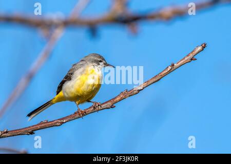 Grey Wagtail (Motacilla cinerea) on a tree branch which is a common insect eating bird with a yellow under belly and usually found by a stream or a ri Stock Photo