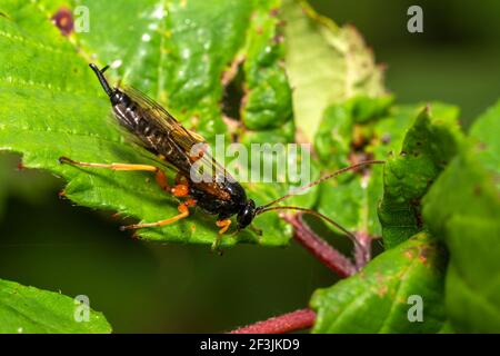 Black Slip Wasp (Pimpla rufipes) a parasitic black flying insect with ...