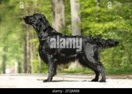 Flat Coated Retriever. Adult male standing, seen side-on. Germany Stock Photo