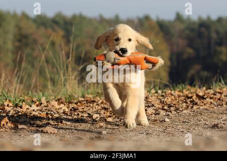 Golden Retriever. Puppy (male, 17 weeks old)  fetching a plush toy. Germany Stock Photo