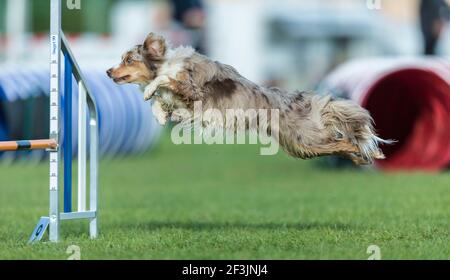 Miniature Australian Shepherd leaps over an obstacle in an agility course. Germany Stock Photo