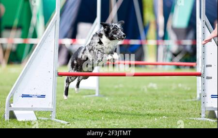 Miniature Australian Shepherd leaps over an obstacle in an agility course. Germany Stock Photo