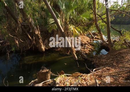 Forest at Mataranka Falls in Northern Territory in Australia Stock Photo