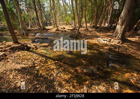 Forest at Mataranka Falls in Northern Territory in Australia Stock Photo