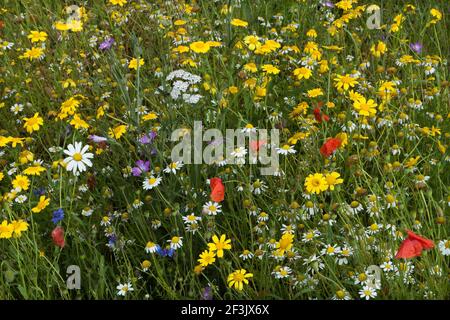 Wildflower meadow, sown with a mix of Agrostemma githago, Corn Cockle, Anthemis arvensis, Corn Chamomile, Centaurea cyanus, Cornflower, Glebionis sege Stock Photo