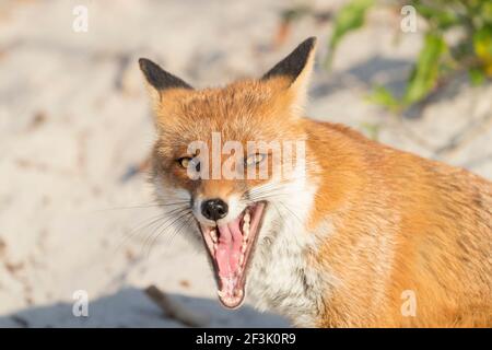 Portrait of juvenile Red Fox (Vulpes vulpes) sitting on a beach, yawning. Mecklenburg-Western Pomerania, Germany Stock Photo