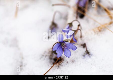 Blooming blue flowers of Hepatica nobilis on frost snow in spring forest. It is one of first spring flowers. Stock Photo