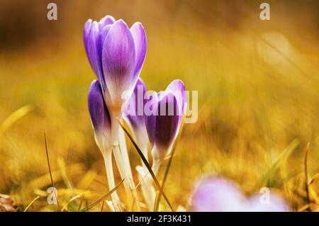 Three blossoming violet crocus bud in beautiful golden lighting of sunset, on blurry grass background. Stock Photo