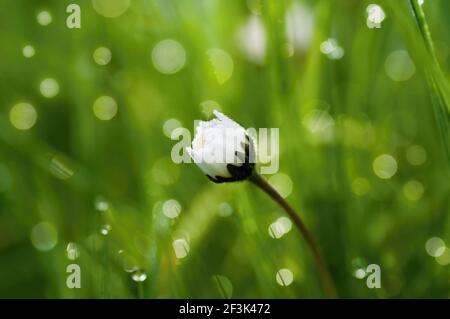 Daisy (Bellis perennis) bud in blurry green grass with water drops, closeup. Stock Photo