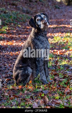 German Wirehaired Pointer. Adult dog sitting in forest in autumn. Germany Stock Photo