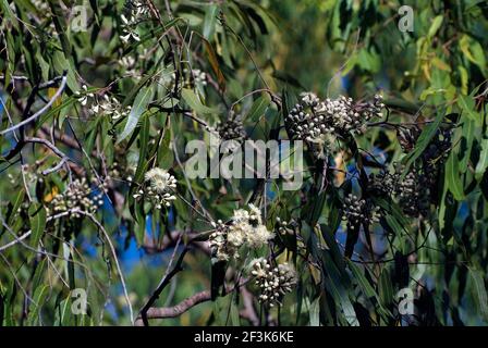 Australia, white blooming eucalyptus tree Stock Photo