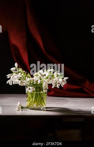 Bouquet of white snowdrops Galanthus nivalis in glass jar on dark tones with red fabric on the background. Stock Photo
